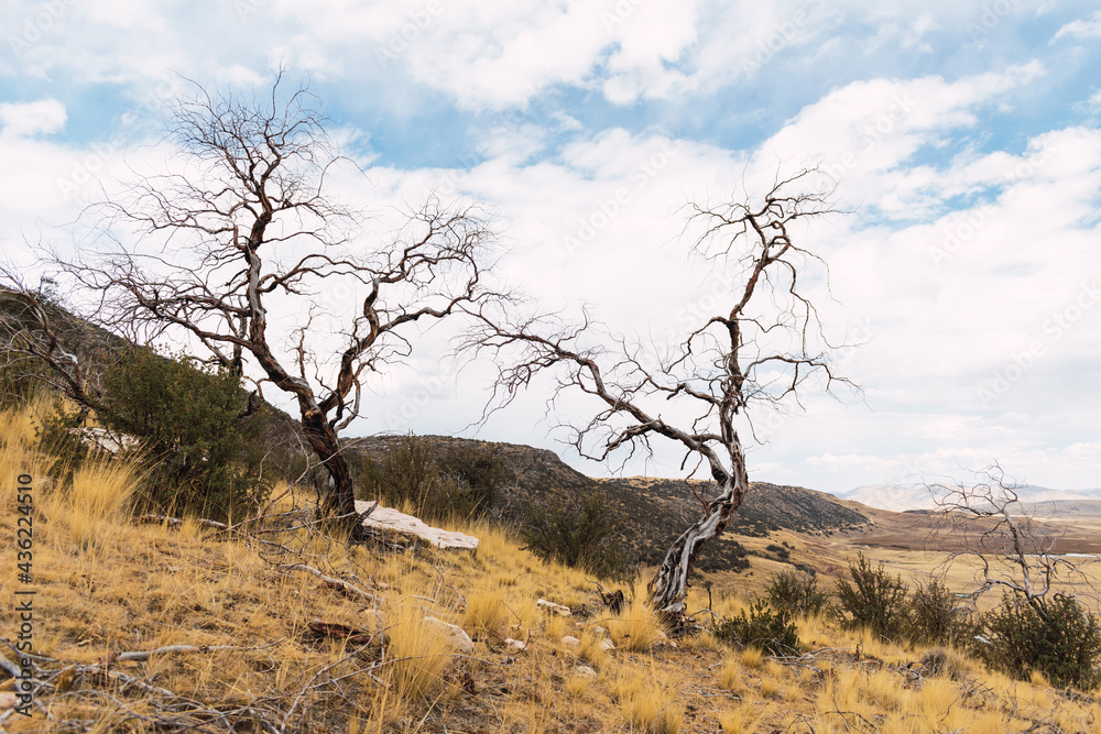 withered and burned tree in the Andes of Peru surrounded by dry vegetation with clouds and blue skies as a result of climate change withered and burned tree in the Andes of Peru surrounded by dry vegetation with clouds and blue skies as a result of climate change