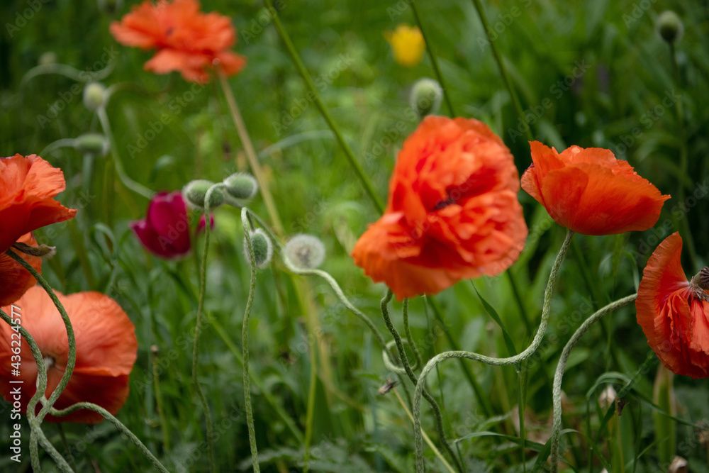 Obraz premium Red poppies blurred background. Soft focus. Copy space. Close-up. Summer blurred bokeh. 