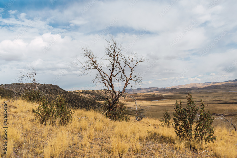 withered and burned tree in the Andes of Peru surrounded by dry vegetation with clouds and blue skies as a result of climate change withered and burned tree in the Andes of Peru surrounded by dry vegetation with clouds and blue skies as a result of climate change