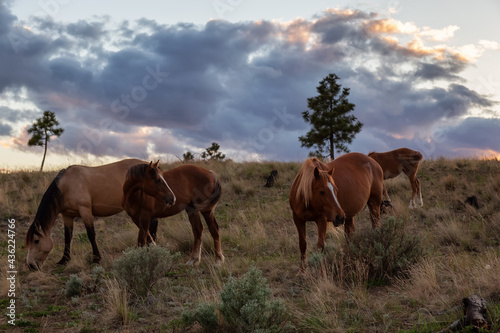 Herd of Horses in a field during a spring sunset sky. Taken in Savona, British Columbia, Canada.