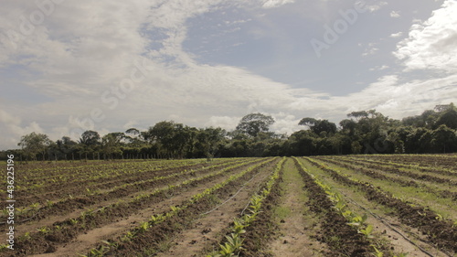 sowing, Farm, Colombia, Nature, Field work