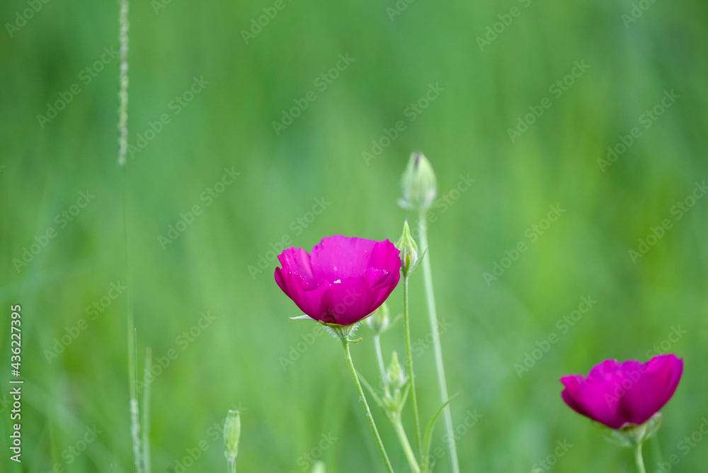 Fototapeta premium pink red wildflower in spring