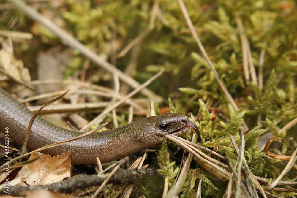 Blindschleiche züngelt und schlängelt sich über den Waldboden Blindschleiche züngelt und schlängelt sich über den Waldboden