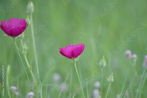 pink tulips in spring wildflower