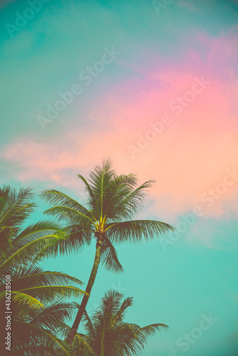 Pastel cloud at sunset with green palm trees