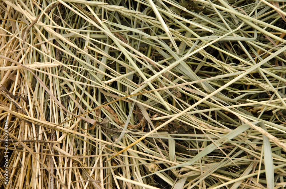 close-up of dry hay, dried plants, hayloft