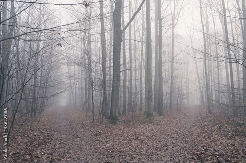 Two paths in foggy forest