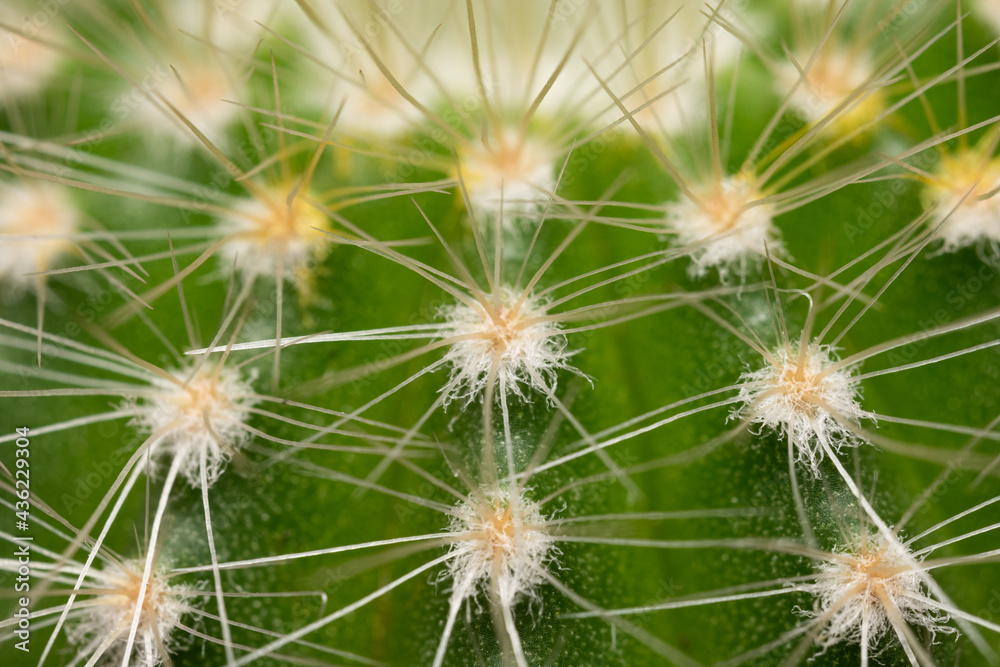 closeup of the spines of a potted cactus closeup of the spines of a potted cactus