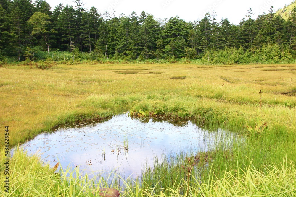 志賀高原の夏。四十八池湿原：志賀山と鉢山の間にある湿原、四十八という名だが実際には約60の池塘がある。

