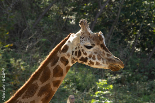 Rothschild's giraffe (Giraffa camelopardalis rothschildi) head and neck of an adult Rothschild's giraffe with green