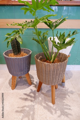 Houseplant and cactus with standing rattan pot plant and retro decor style