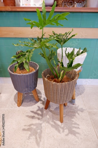 Houseplant and cactus with standing rattan pot plant and retro decor style