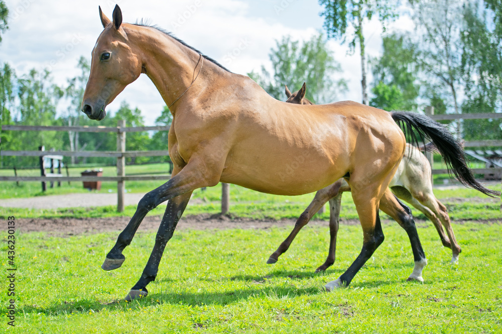 running speedly purebred akhalteke dam with her foal in the paddock. close up running speedly purebred akhalteke dam with her foal in the paddock. close up
