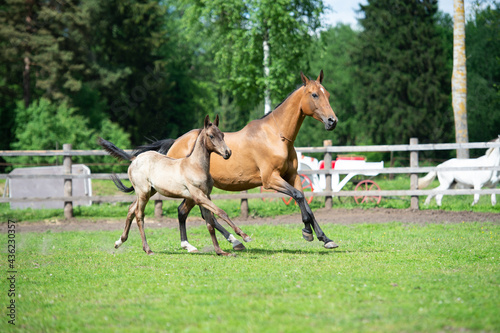 running purebred akhalteke dam with foal in the paddock