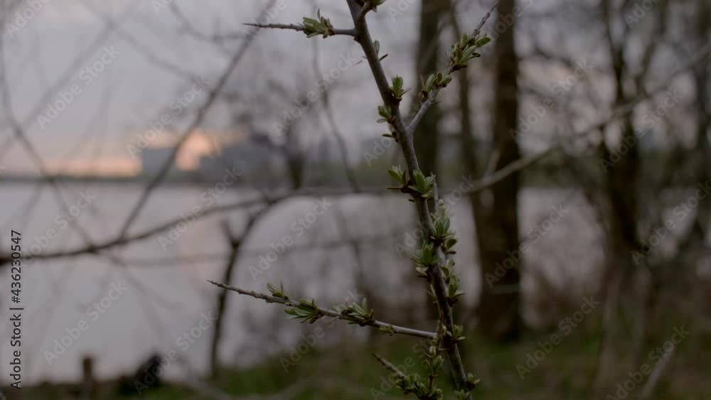 View of residential buildings through the branches, across calm lake water. View of residential buildings through the branches, across calm lake water.