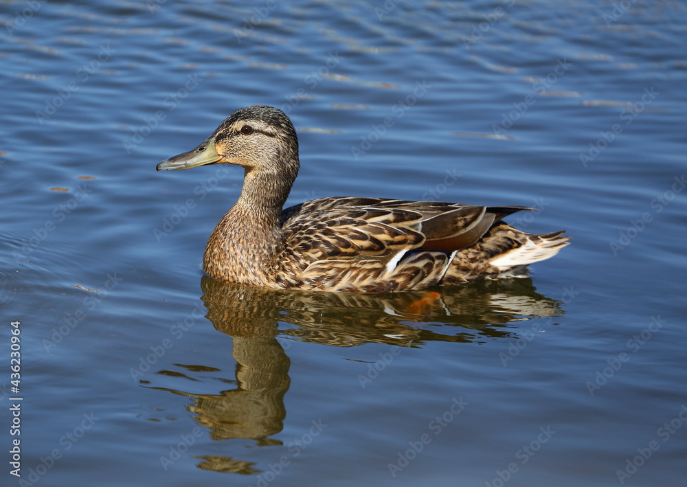 Wild duck swims in blue water Wild duck swims in blue water