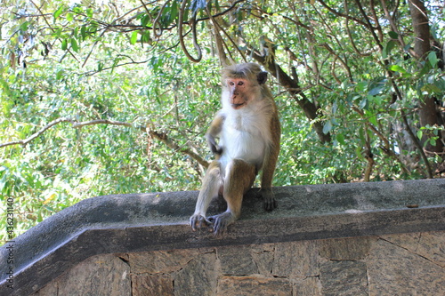 Cute and funny monkeys шn Sri Lanka