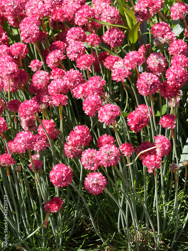 Armeria hybrida 'Ornament' |  Gazon d'Espagne ou oeillet marin à petites fleurs rose rougeâtre sur coussin bleu-vert photo