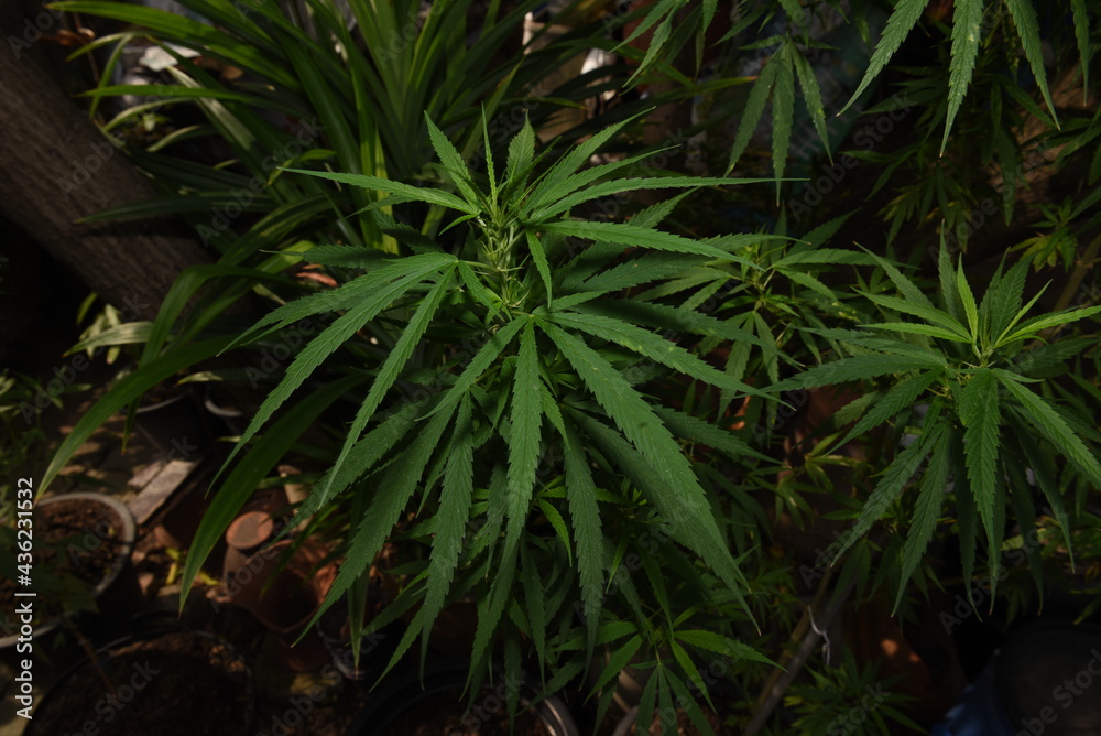 Marijuana plants in pots Waiting for output For medical use. Marijuana plants in pots Waiting for output For medical use.