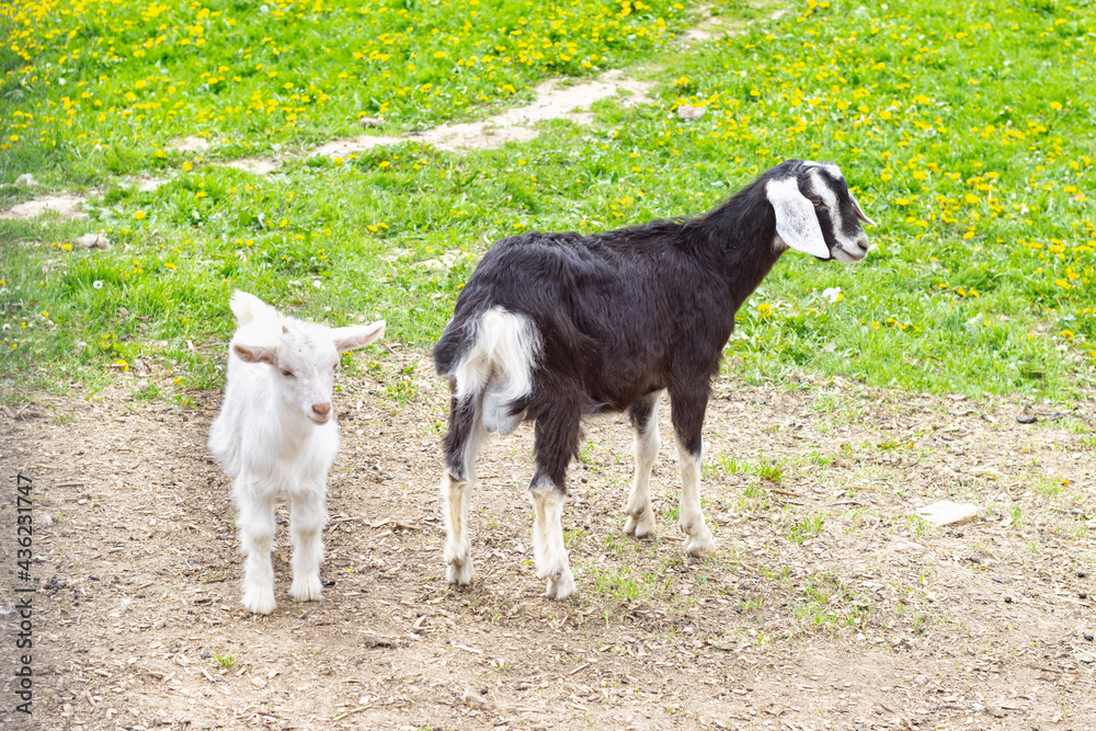 A black goat and a white baby goat stand in a meadow A black goat and a white baby goat stand in a meadow