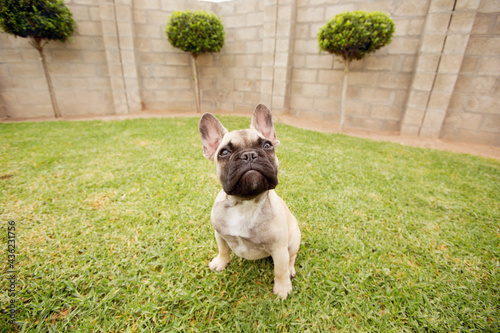 english bulldog puppy