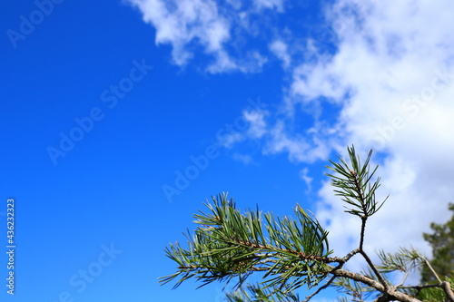 Branch of a needle tree. Fir or pine trees. Close up and isolated. Blue and white sky in the air. Copy space for text. Stockholm, Sweden.