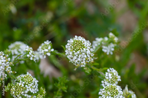 Virginia pepperweed white flowers