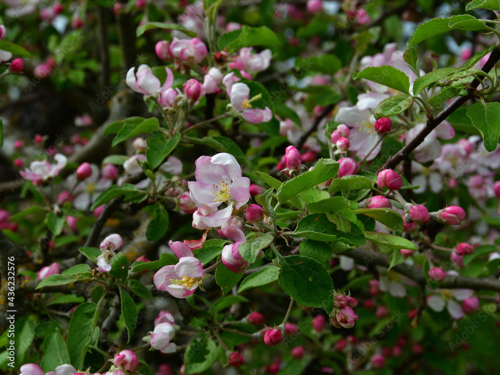 A close-up of an apple flower with pink and white petals and yellow stamens against the background of the upper branches of a profusely blooming garden tree. A close-up of an apple flower with pink and white petals and yellow stamens against the background of the upper branches of a profusely blooming garden tree.