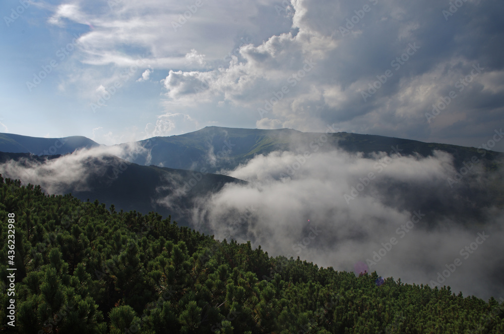 Fototapeta premium Mountain landscape with forest in the summer. Silhouettes of fir trees in the fog