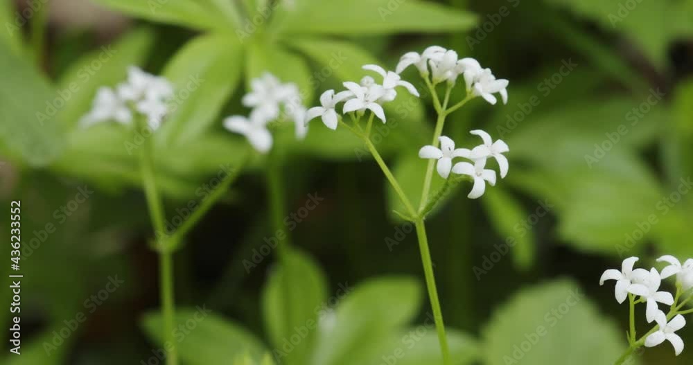 The floer of Galium odoratum, the sweetscented bedstraw The floer of Galium odoratum, the sweetscented bedstraw