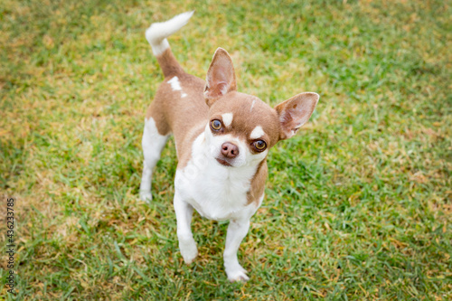 chihuahua dog sitting on grass