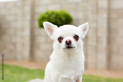 chihuahua dog sitting on grass