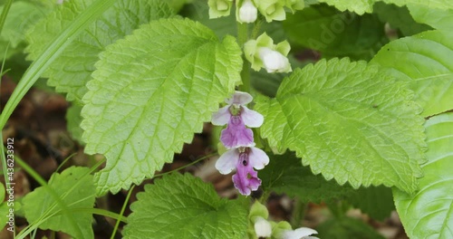 The flowers of Melittis melissophyllum (common name is bastard balm) photo