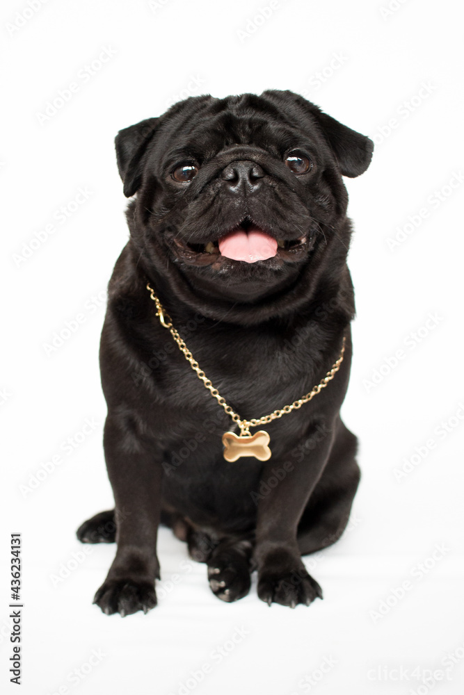 black pug puppy black pug puppy