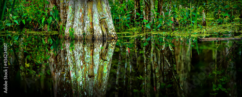 Louisiana Cypress Tree Swamp on the Bayou in the water with green all around
