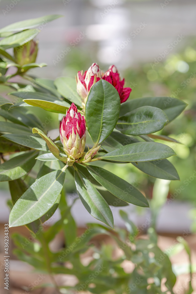Rhododendron. Shrub of the Ericaceae family. Bright spring bloom in the garden