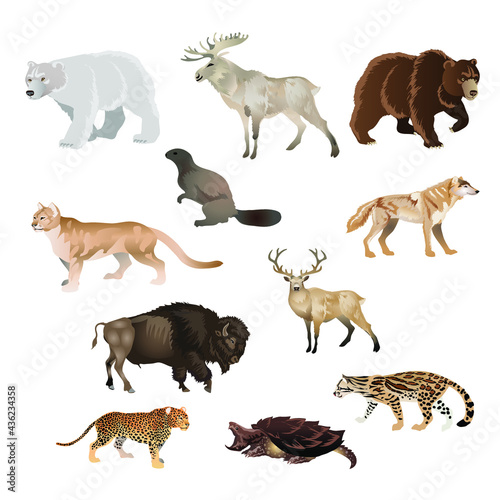 collage of north American wild life animals