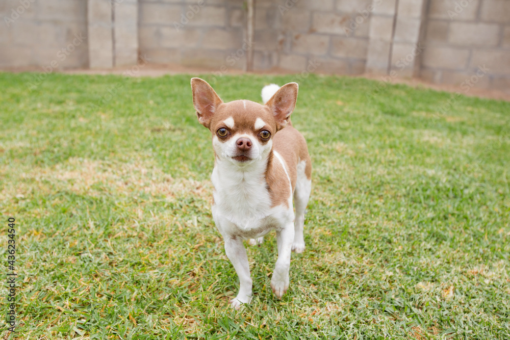 chihuahua dog sitting on the grass chihuahua dog sitting on the grass