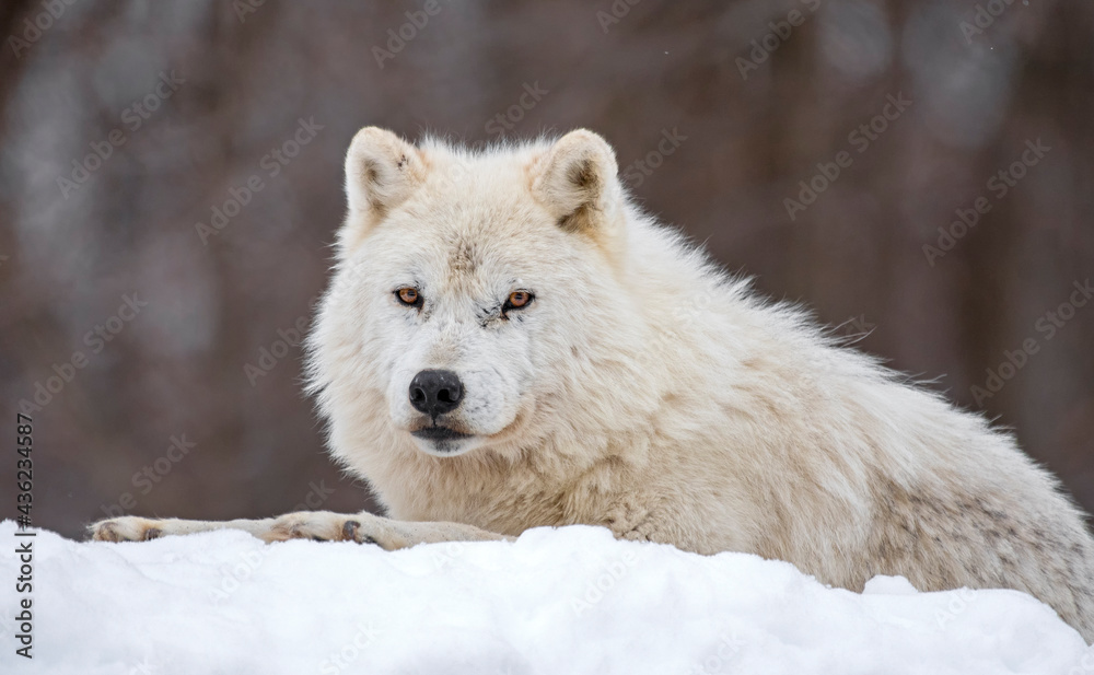 Obraz premium Arctic Wolf portrait