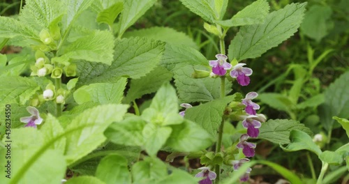 The flowers of Melittis melissophyllum (common name is bastard balm) photo