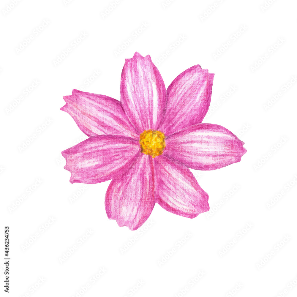 Hand drawn pink flower isolated on white, vector illustration