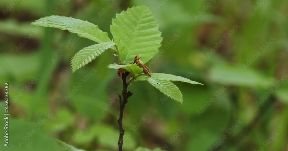 The sapling of Castanea sativa, the sweet chestnut The sapling of Castanea sativa, the sweet chestnut