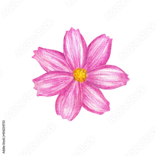 Hand drawn pink flower isolated on white, vector illustration © Melek8