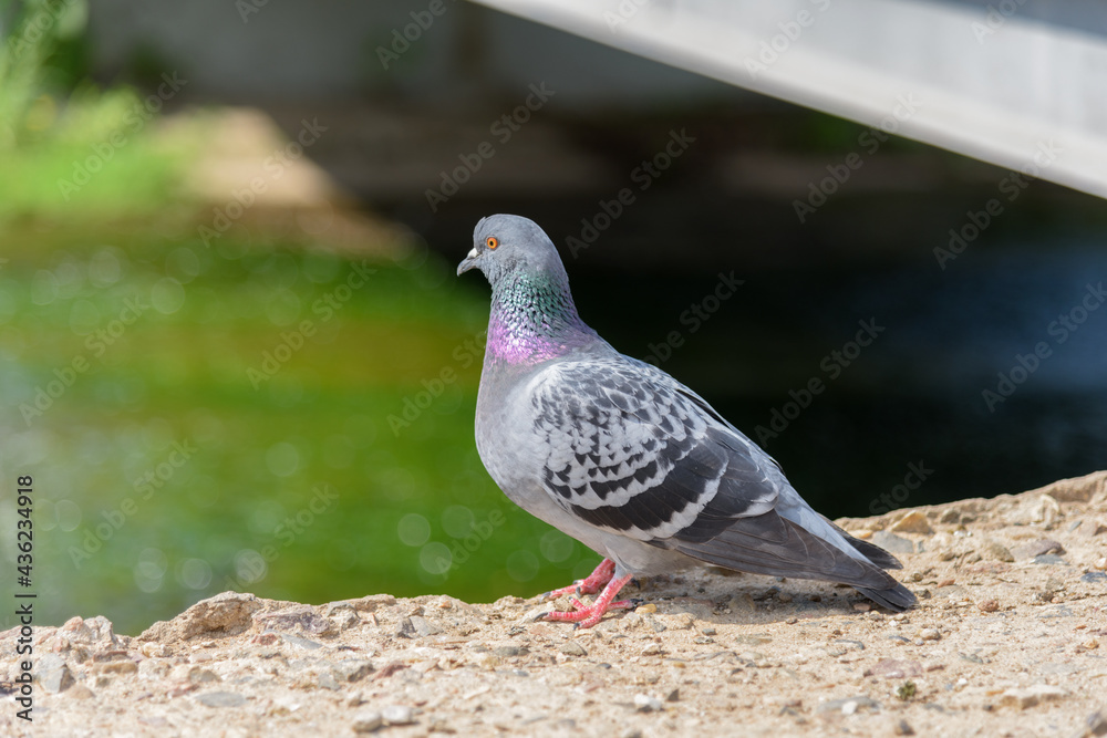 A lone dove sits on the ground on a sunny day A lone dove sits on the ground on a sunny day