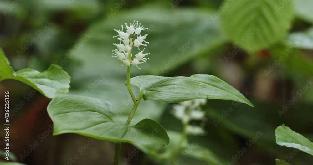 Flowers of Mercurialis perennis, commonly known as dog's mercury Flowers of Mercurialis perennis, commonly known as dog's mercury