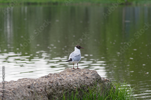 Ivory gull with a brown nose sits on a stone by the pond
