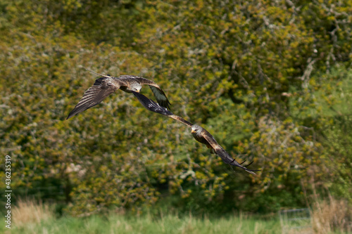 Red Kite  Milvus milvus  flying against the lush green countryside of Wales in the United Kingdom. 