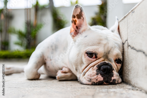 french bulldog puppy