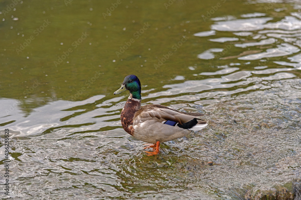 Wild duck stands in a pond Wild duck stands in a pond