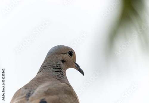 close up of a dove